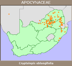 Image result for Cryptolepis oblongifolia