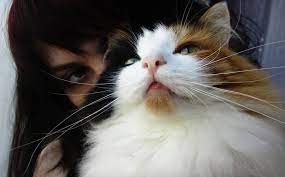 Por Que Mi Gato Me Succiona Como Si Amamantara Todas Las Razones Y Solucion Blog De Animales
