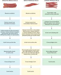 cell movement in muscle contraction course hero