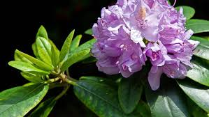 Wann kann ich meinen rhododendron schneiden? Rhododendron Schneiden Was Beim Pflanzen Und Pflegen Beachtet Werden Sollte