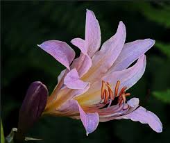 Check spelling or type a new query. Nachopower So The Botw Flowers