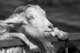 Black Goat Wallpapers Top Free Black Goat Backgrounds Wallpaperaccess Free hd wallpaper, images & pictures of goat, download photos of animals for your desktop. black goat wallpapers top free black