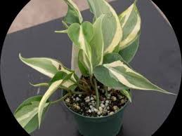 Image result for Crotalaria kirkii