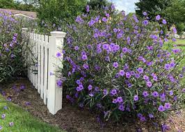 Check spelling or type a new query. Plant Of The Week September 13 2018 Mexican Petunia Neil Sperry S Gardens