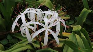 Image result for Crinum crassicaule