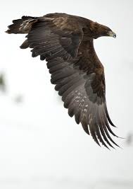 Eagle Birds Of Prey Animals Untitled Canadian Animals Birds Of Prey Eagle