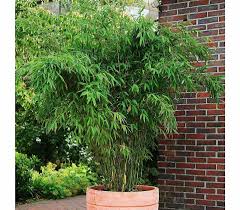 Schirm Bambus Jumbo Dehner Garten Center Mit Bildern Bambus Garten Gartencenter