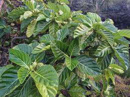 Image result for Morinda citrifolia