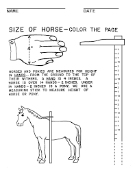 Horse Camp Worksheets Horse Lessons Horse Camp Horse Anatomy