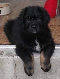 The breed was recognized by the american kennel club (akc) in 1937. Yogi Newfoundland Bernese Mix Animals Pinterest Animals Puppies Mixed Puppies