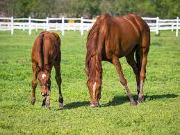 Do Horses Eat Meat Are Horses Omnivores You May Be Surprised