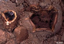 Image result for Scleroderma polyrhizon