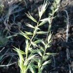 Image result for Dinebra retroflexa