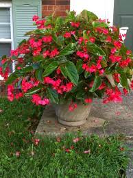 Dragonwing Begonias Container Gardening Flowers Shade Plants Container Gardening