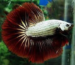 Pez Betta Dragon