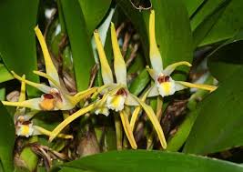 Image result for Grona setigera