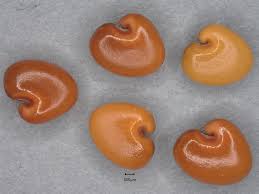 Image result for Crotalaria caudata