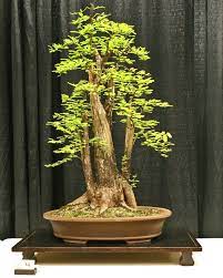 The relationship is out of proportion. Bald Cypress Bonsai Tree