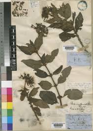 Image result for Pentas schimperi