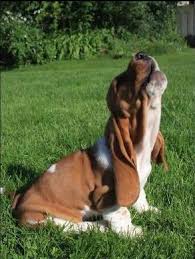 Check out our video featuring the cutest and funniest pets on the internet! Basset Hound Puppies Are The Cutest Things To Ever Live Animals At Repinned Net
