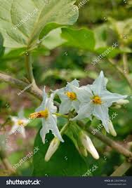Image result for Solanum torreanum