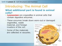 Check spelling or type a new query. Unit 6 Lesson 3 Cell Structure And Function Ppt Download