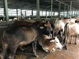 Atas dasar ini kemudian kami melakukan pengembangan usaha yakni dengan memproduksi pakan konsentrat sapi secara masal. Rb Agro Farm Lembu Untuk Dijual
