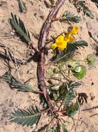 Image result for Aeschynomene fluitans