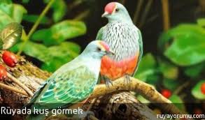 Ruyada Kus Gormek Ruya Tabirleri Ruyada Kus Gormek