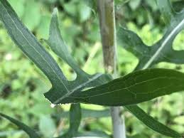 Image result for Lactuca glandulifera