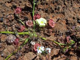 Image result for Grielum