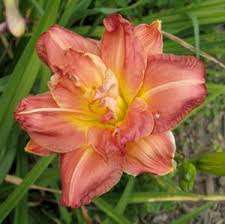 The many blooms and good branching come from siloam double classic and cabbage flower. Petal Pusher Daylilies Doubles