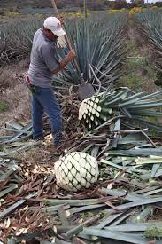 Agaves can grow just in regular soil with. How Is Tequila Made