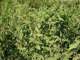 Image result for Aeschynomene americana