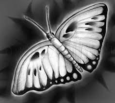 Drawing a shark in 9 easy steps How To Sketch A Butterfly Step By Step Drawing Guide By Dawn Dragoart Com