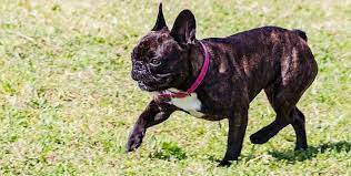 Learn the common french bulldog health problems that are hereditary so that proper prevention, health test and treatment can be are french bulldogs prone to health issues? French Bulldogs Common Health Issues Prudent Pet Insurance
