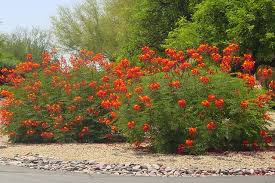 Gilliesii (reclassified as poinciana gilliesii), and the mexican bird of paradise, c. Great Design Plant Red Bird Of Paradise Soars With Color