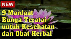 Air yang diserap bersama zat mineral, diperlukan untuk berlangsungnya fotosintesa. 9 Manfaat Bunga Teratai Untuk Kesehatan Dan Obat Herbal Youtube