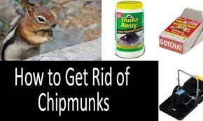How to get rid of chipmunks from garden. How To Get Rid Of Chipmunks The Best Traps And Repellents Review 2021