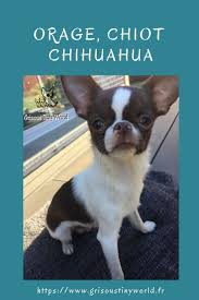 Orage Chiot Chihuahua Chihuahua Chiot Elevage Chihuahua