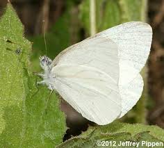 Image result for Vepris whitei