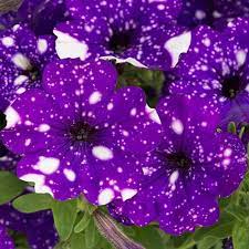 Petunia Night Sky Petunia Flower Night Sky Petunia Petunias