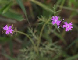 Image result for Verbena aristigera