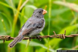 Image result for Melhania virescens