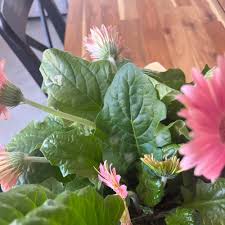 Image result for Gerbera viridifolia