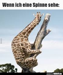 Wenn Ich Eine Spinne Sehe Lustige Bilder Spruche Witze Echt Lustig Lustige Tiere Zum Totlachen Lustige Bilder Lustig
