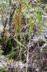 Image result for Elaphoglossum