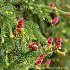 Maybe you would like to learn more about one of these? Buy Picea Abiesa Norway Spruce Seed Australian Seed