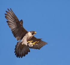 Types Of Falcon Species By Nick Askew Below Is Shown A List Of Falcon Species Peregrine Falcon Birds Of Prey Pet Birds
