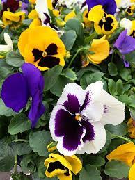 Potted pansies and violas can take the freeze, but violas will continue to bloom longer into the winter than pansies. Early Spring Flowers That Can Take The Chill Early Spring Flowers Spring Flower Arrangements Spring Flowers